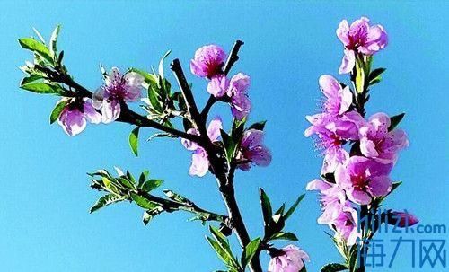  心思@“花”点心思 认认这些花儿
