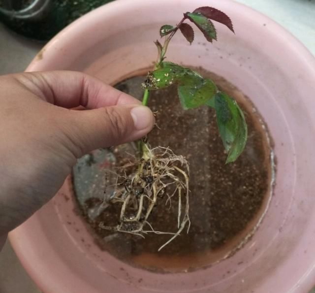  水培：水培月季能开花吗？我想说的是，能，但是水培月季有缺点
