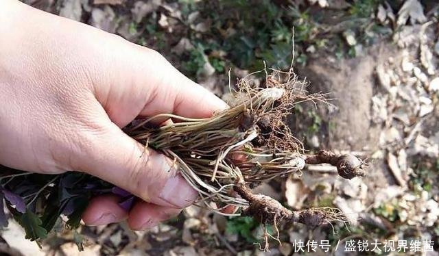 埋泥土里的野果，人称“千年耗子屎”，过去都抢着吃，如今很少见