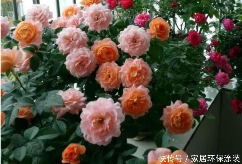 『开花』最受欢迎的4种花,沾土就活,花朵漂亮,容易爆盆,人见人爱!