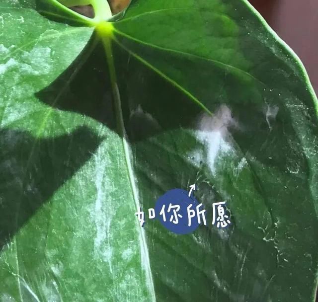  「溶液里浸泡」1粒小药片，碾碎丢水里，花像吃了兴奋剂疯长！