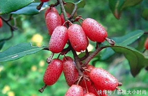 这种野果长得像樱桃，如今成为了稀罕货，20元1斤
