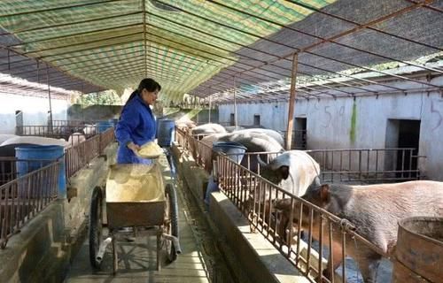  排污|好消息！农村3种养殖场将被严查，农民担心的污染问题，有