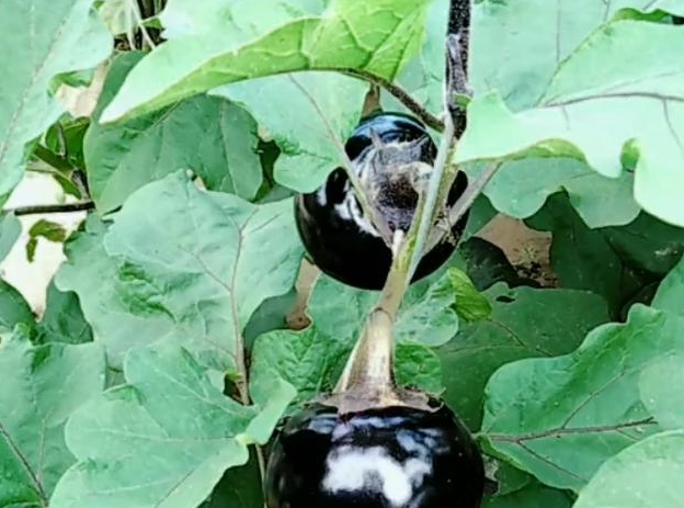 农民生姜地里改种“它”亩产3千斤，每斤30元，年赚几十万