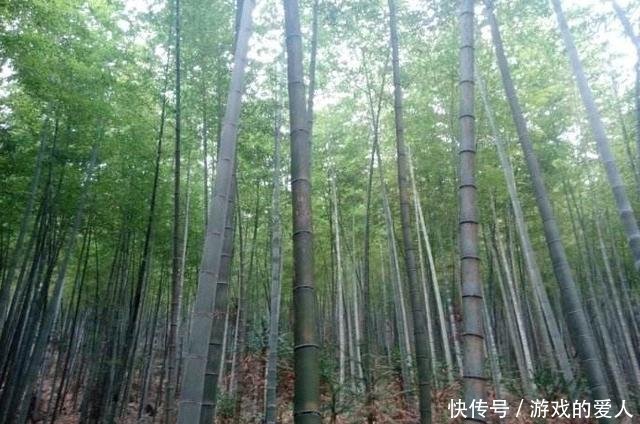 五种不适合种在院子里的树，第一种许多人都喜欢，第五种最常见