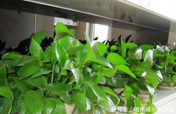 「绿萝」家里油烟机的废油别再丢了,用它养绿萝,叶片长得又多又亮