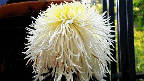  「开似」喜欢菊花，首选“珍稀名菊”长生乐，花开似舞者，花瓣白如玉！
