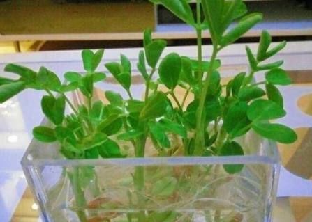  『发芽』发芽的花生丢盆里，一个月后竟能美成这个模样，还收获一大筐花生