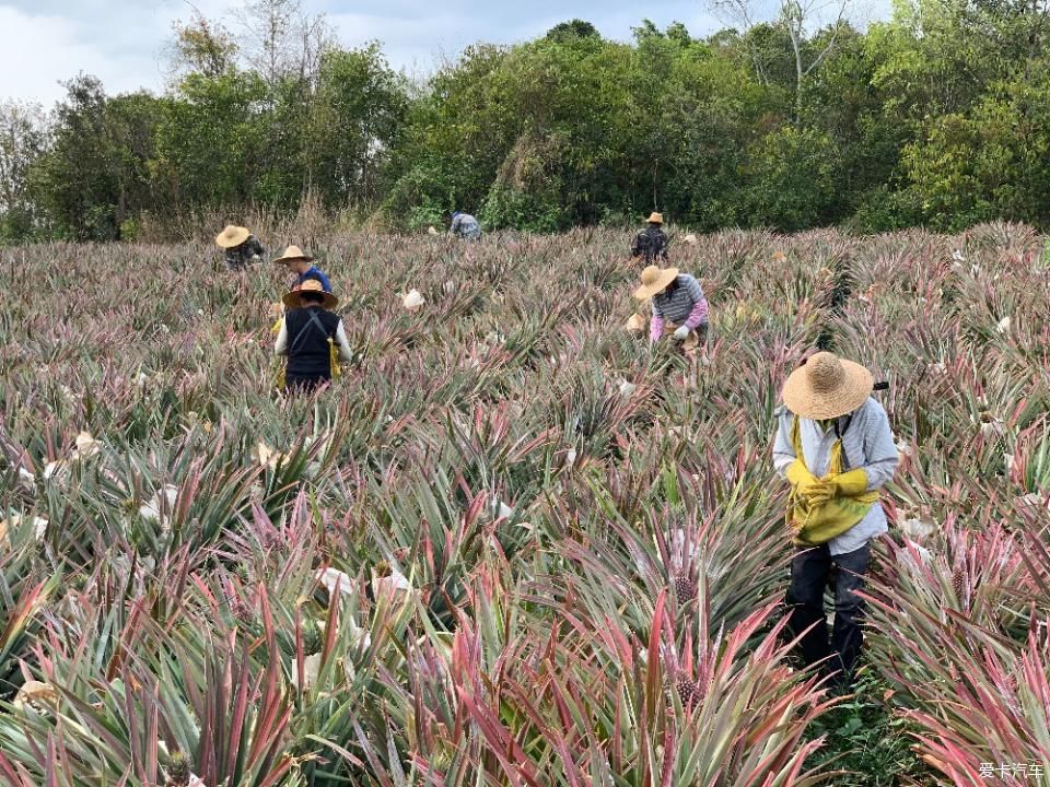  菠萝■2020年，劳作在海南的菠萝地海