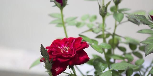  [土壤]要想花卉开满枝头，那么就要注意这几点事！