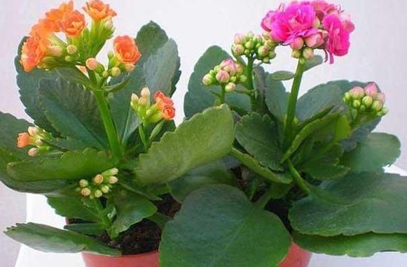  美艳：很容易养的3种花，养护不费心，给点水就来劲，开花美艳你阳台