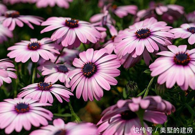  #适合#春天不适合种菊花？3种“菊花”养护好，可以从春开到秋