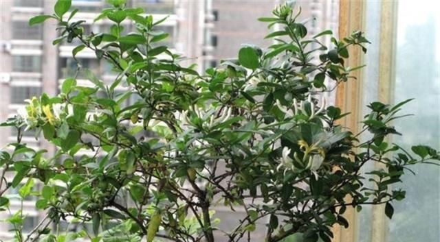  搞懂■金银花难开花？搞懂这些因素，不愁不开花