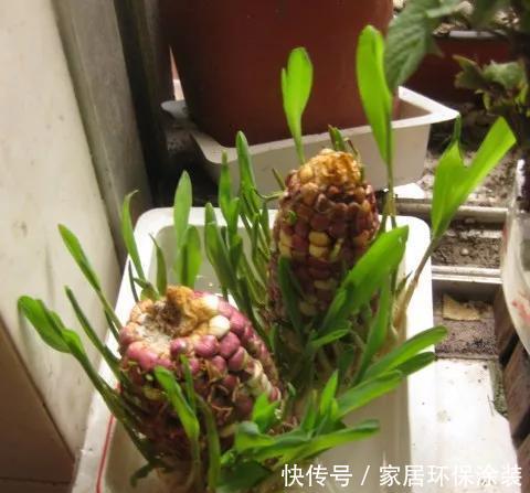  『玉米棒子』小清新的绿植盆栽，花生、玉米都能做！种子盆栽就是这么简单！