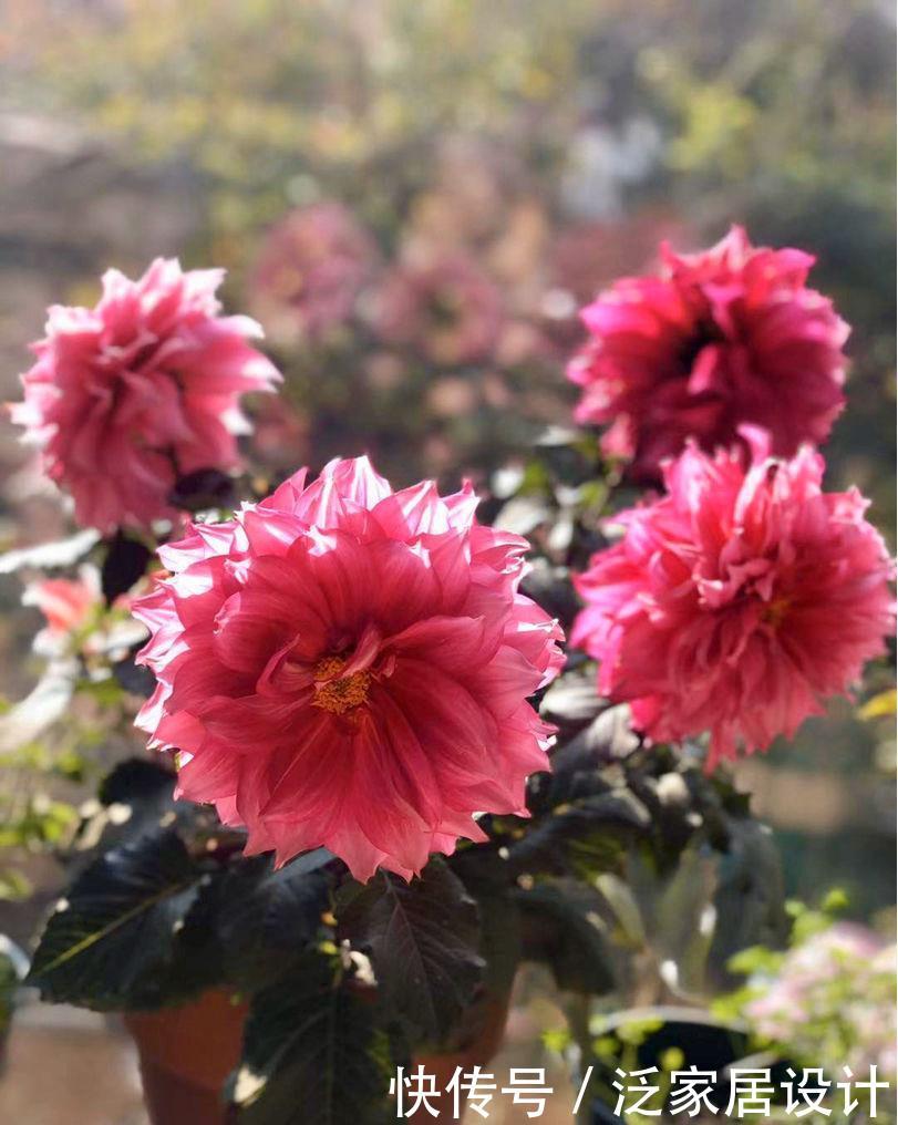  花店里面：花店买花太贵了，养4种花，掐个枝在家就能养