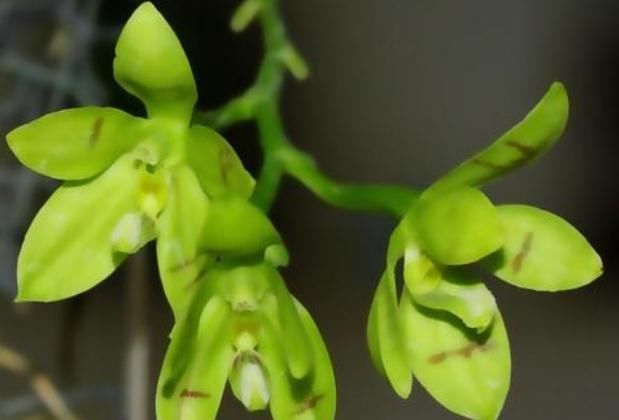  『蝴蝶兰』“2种”蝴蝶兰养家中，一花有“多色”、花朵大又艳，花开爆满盆
