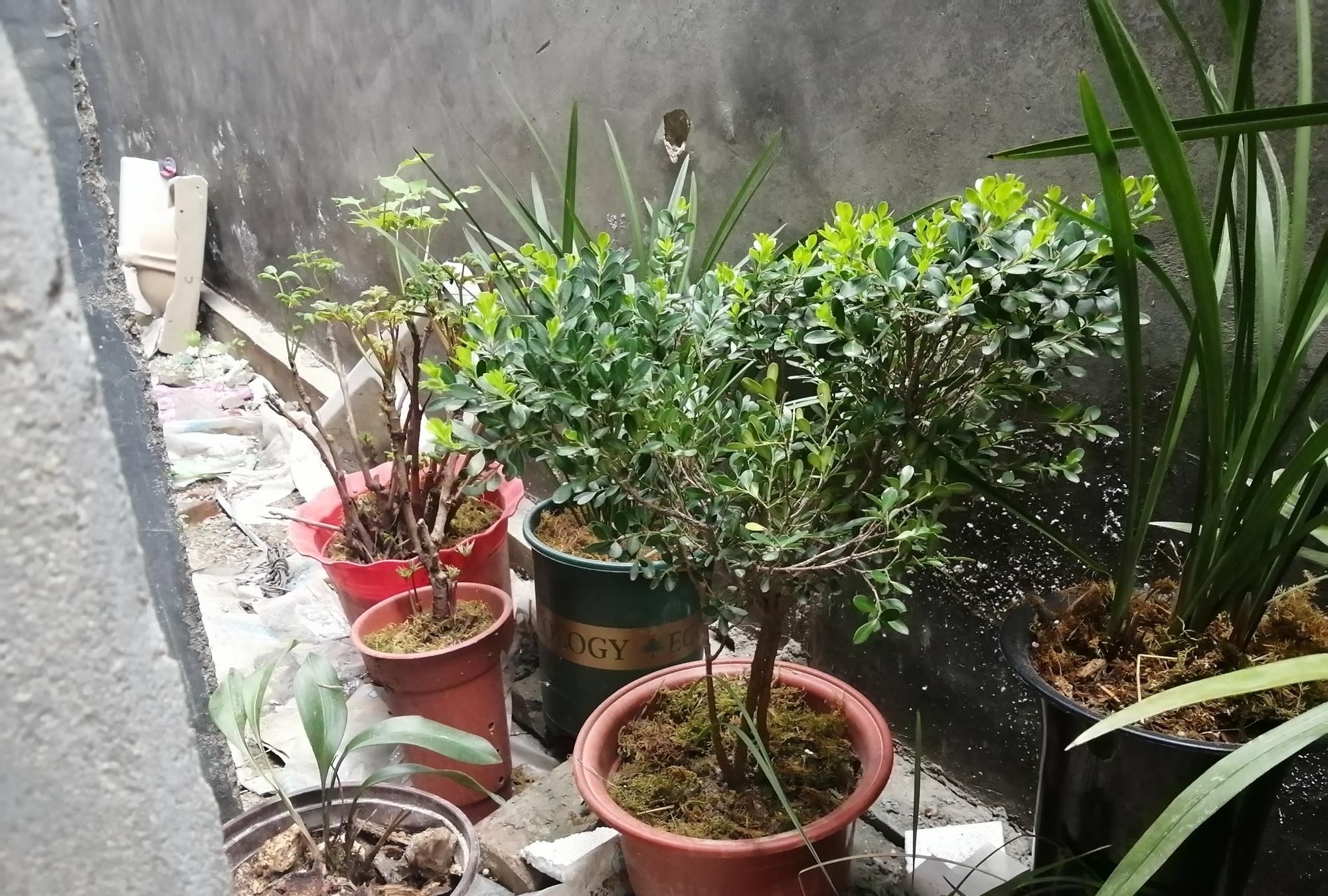  「漂亮」5种寿命最长的木本植物，长势强易管理，开花漂亮，可当传家之宝