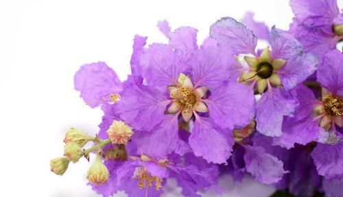 「难以」3种花很漂亮,让人难以抵抗,花朵硕大颜色鲜艳,一年四季都开花