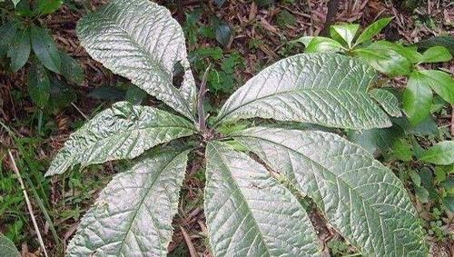  #植物#山里一植物，叶片常被摘去遮风雨，殊不知60一斤，人称“走马胎”