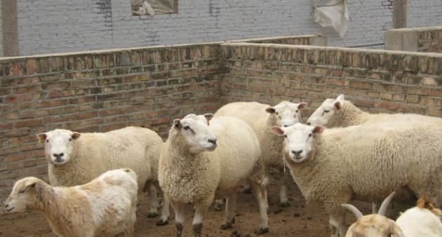 禁养区设立，养殖用地难申请？新政策发布，农民不用愁了