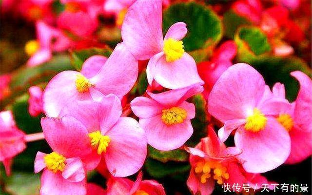 艳丽|四季海棠“4喜3怕”,学会了花朵艳丽开爆盆,1年能开365天