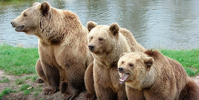 七十只饥饿的棕熊封锁了堪察加半岛上的一条著名的徒步旅行路线