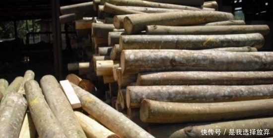  [最轻]世界上最轻的木头，起初在中国只是被用来当做保温瓶塞子