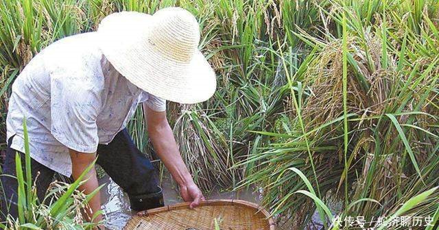 农民偷偷在稻田里养它,现在每亩多收三千块！