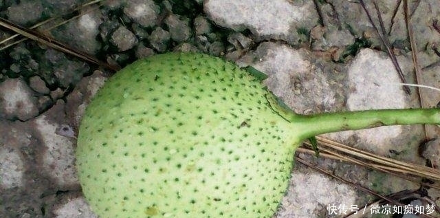  「营养」这植物叫“木鳖子”，种子有毒但果肉营养丰富，可惜越来越少见了！