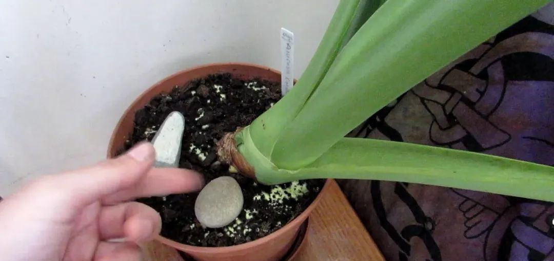  杀菌剂：几种杀菌剂对霉菌及香菇菌丝生长影响试验初报
