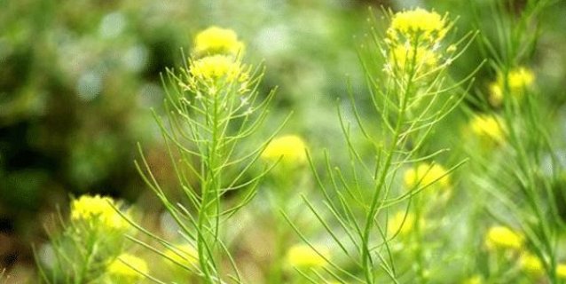  青蒿@农村地里这个草，如今是珍贵野菜，遇见请珍惜