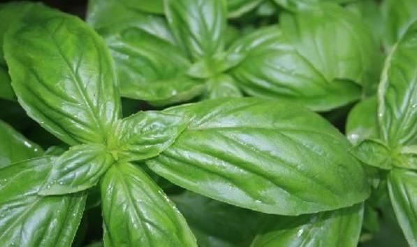 提味增:农村不起眼的野菜,营养价值很高,能清肠排毒、提味增香
