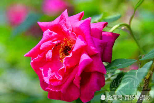  红艳：绿叶中娇美动人的花朵，阳光下红艳的月季花
