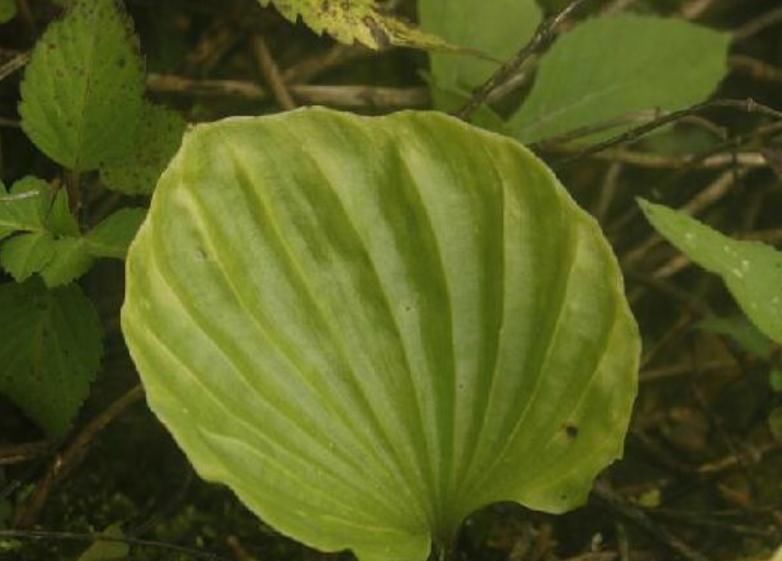 『草丛』一植物,长在野外草丛,殊不知价值奇高,你认识吗?