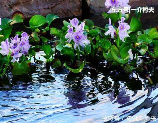  「骨痛」农村有名的“害草”，之前用来喂猪，其实对风湿骨痛有