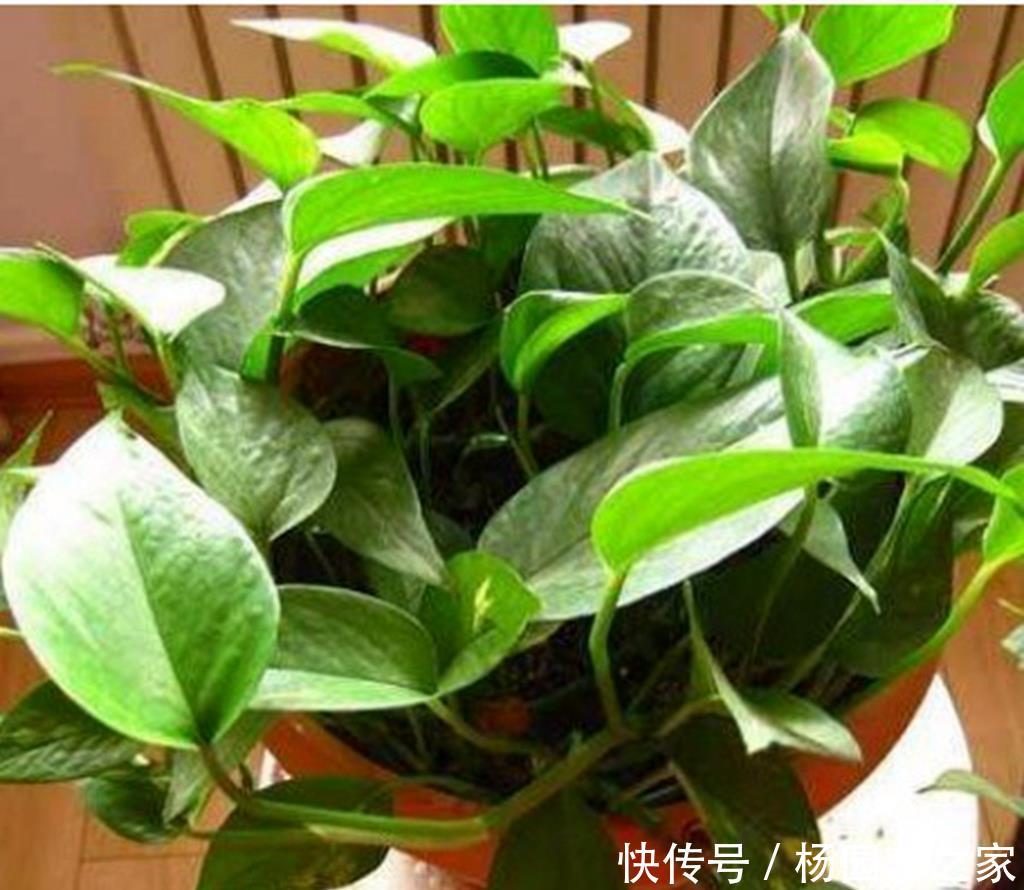 『摆放』家里养绿萝,这四个地方不要随意摆放,这讲究真不是迷信,看看吧