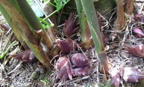  营养|农民种植阳荷卖15元一斤，营养丰富，产量虽然高自己却舍不