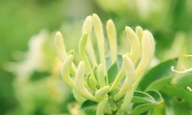 『春天』保胃健康 | 一杯茶,助你解决春天胃热上火的烦恼