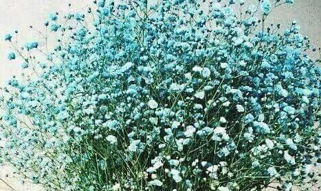  试试@不会养花？不妨试试此款，花色多又艳，四季花开不停，美