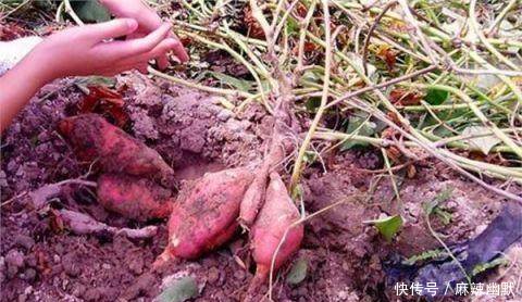 农村老汉在田地里挖地瓜，没想到还有意外收获，老汉顿时兴奋不已