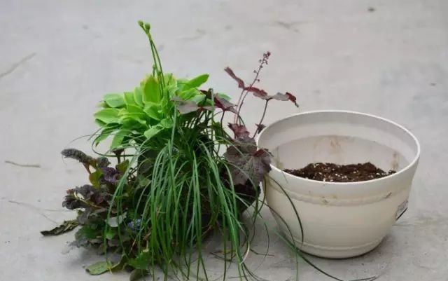  植物@你还在一盆一棵地种？达人都已经玩到这种地步啦