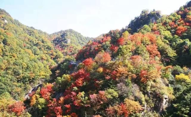 十月中下旬看红叶正好！嵩县这些景区红叶云海出游正当时