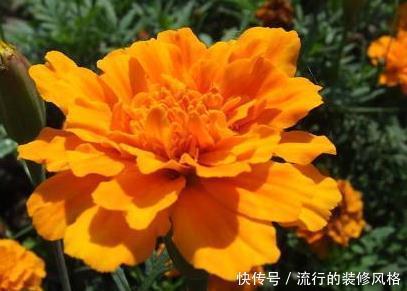  『轻松』家养康乃馨总是长不好，学会这三个小技巧，轻松开出大花球