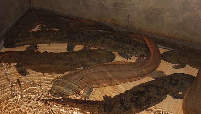  #食物#曾经餐桌上的食物每斤几千元，养殖户疯狂养殖后价格却不