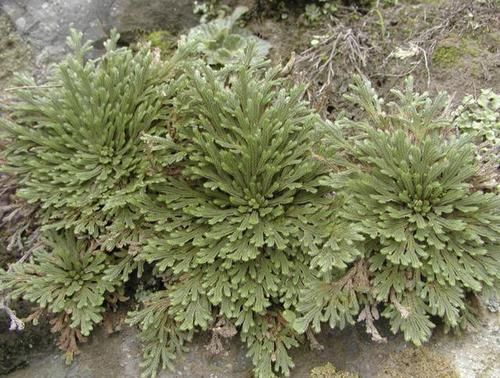  [卷柏]山坡上挖“1棵它”，种花盆里，10天浇水1次，来年增值“6倍”