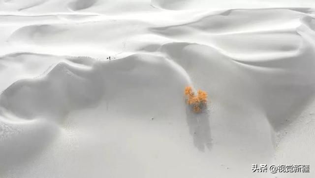 大山 沙漠 湖泊 金胡杨是大自然最完美的构图