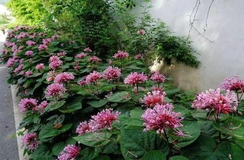  「植物」农村人叫它“臭牡丹”，开花非常臭，但是很漂亮，这种花你见过吗