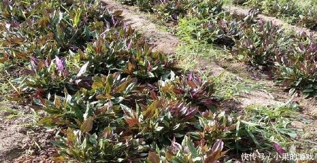 这种外来入侵野草，被国人称作“天然降压草”，曾卖200元1斤