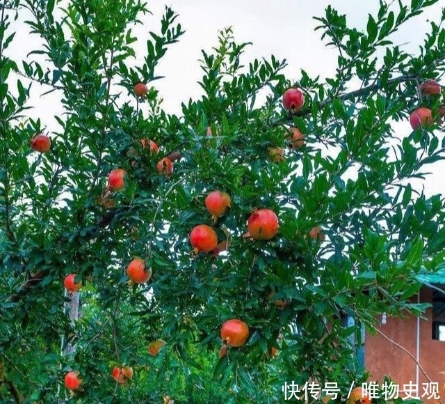  『不信其无』门前种树有门道，5种树镇宅，运道好，3种树要躲开，你了解吗