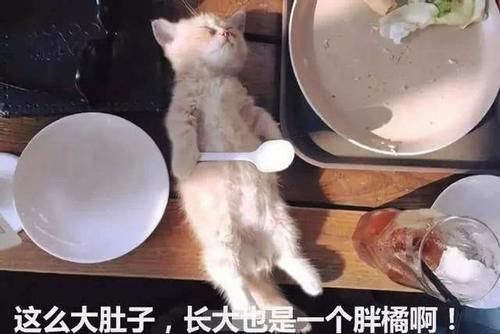 猫在主人的饭桌上睡着了,主人还以为是撑死了
